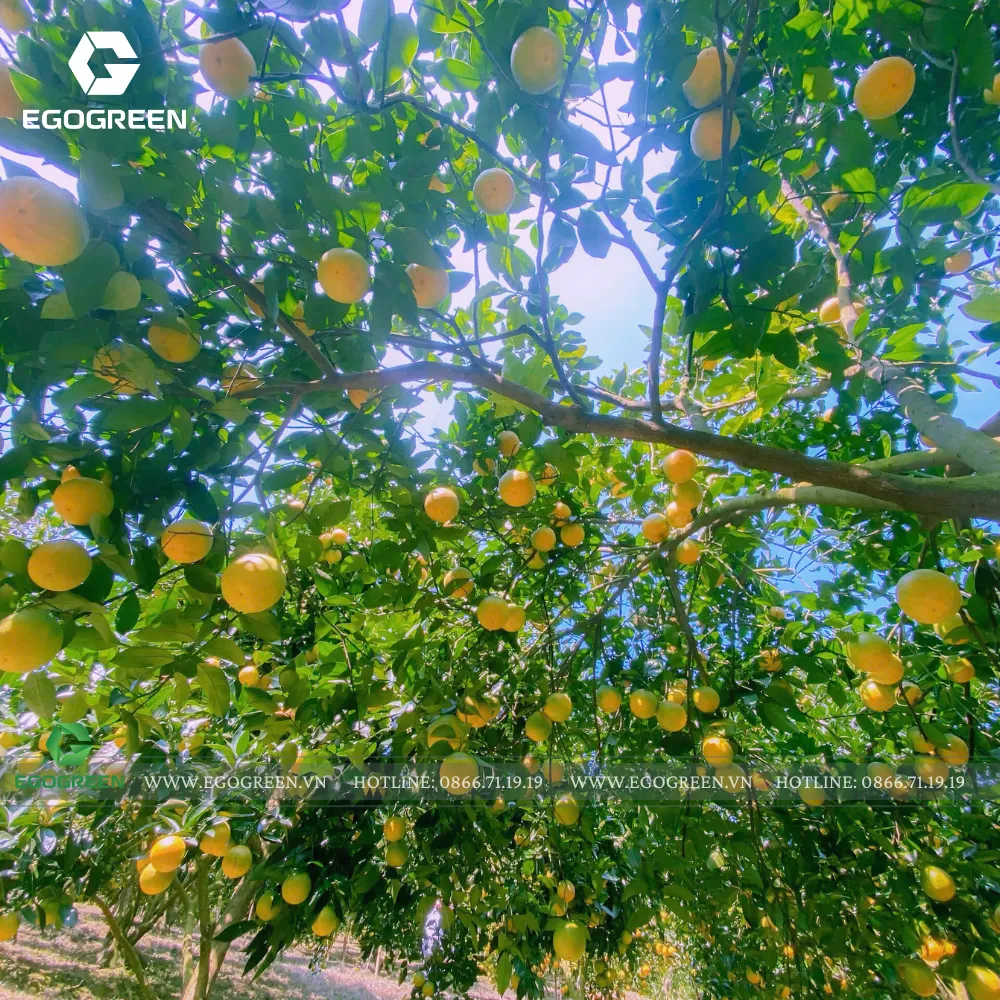 Trái cam tròn thể hiện sự tròn đầy, viên mãn.